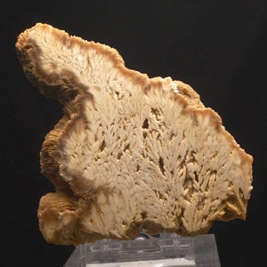 Op de afbeelding: Een lichtbruin mineraal specimen met een uniek, vertakt patroon dat lijkt op een boom of varen. De randen zijn een donkerdere bruintint, wat een contrast cre&euml;ert. Het mineraal wordt getoond op een heldere standaard tegen een zwarte achtergrond.