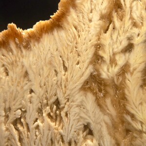Op de afbeelding: Close-up van een mineraalmonster. De bovenrand is donkerbruin, overgaand in een lichter beige en cr&egrave;me. Het hoofdonderdeel heeft een veervormig, vertakt patroon, waardoor een ruwe, kristallijne textuur ontstaat. Natuurlijke geologische formatie.