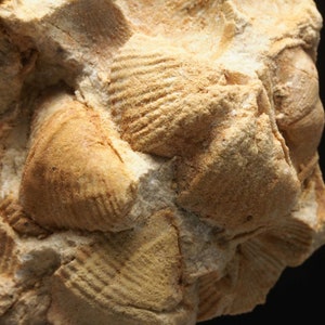 Puede incluir: Primer plano de una roca fosilizada con múltiples impresiones de conchas. Las conchas son de color marrón claro y tienen una superficie texturizada. La roca es de color gris claro.