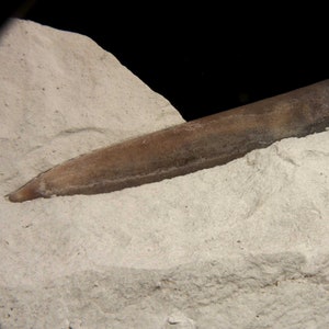 BELEMNITE  Belemnitella langei (Jeletzky, 1948)  Age: Upper Cretaceous, Upper Capmanian, Ciszyca Górna, Middle Vistula Valley  Poland