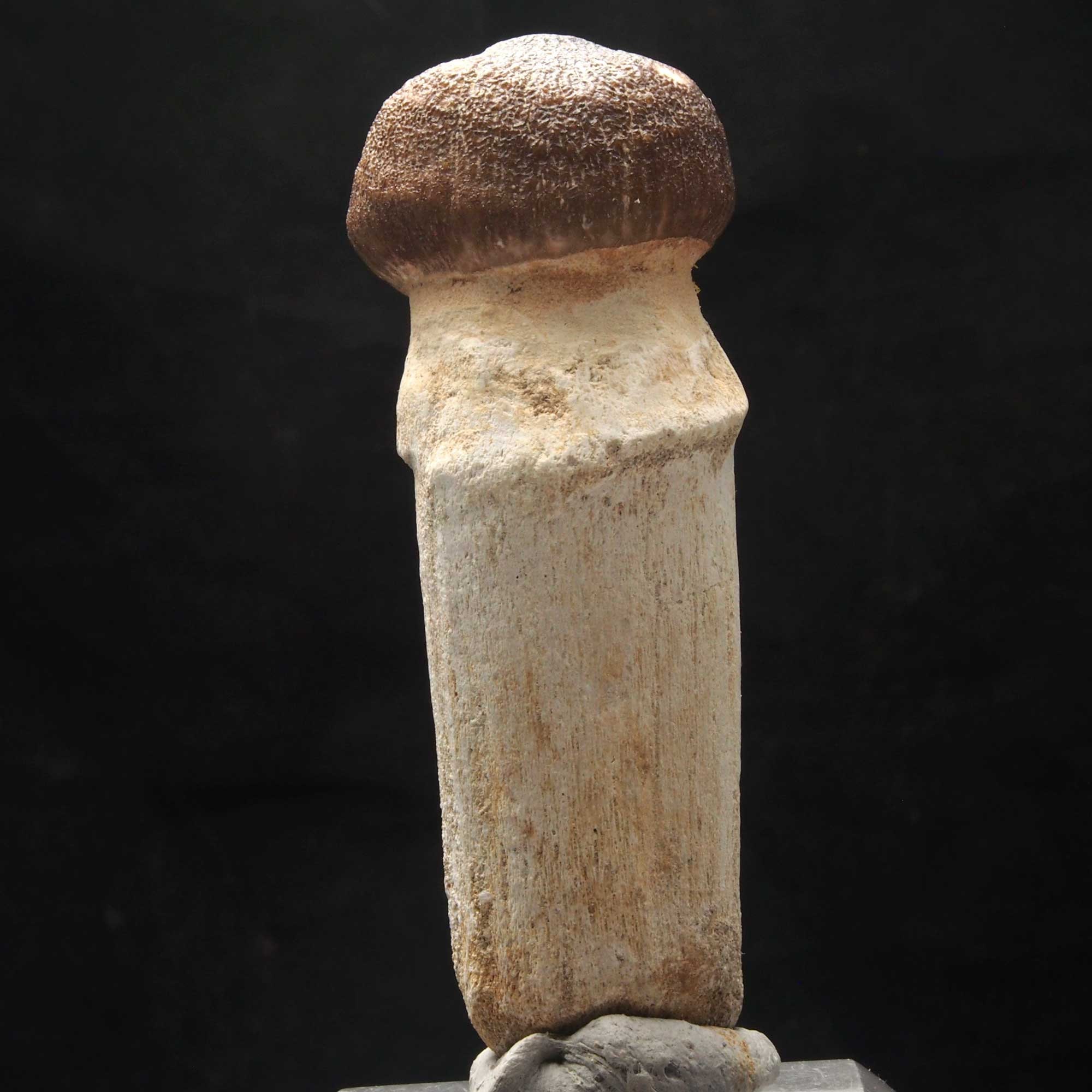 X MOSASAUR TOOTH - Globidens phosphaticus - Maastrichtian - Oued Zem - Morocco