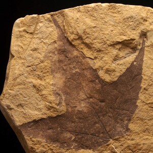 Puede incluir: Una huella de hoja fosilizada en una roca marrón claro. La hoja es marrón oscuro y tiene un patrón de venas distinto.