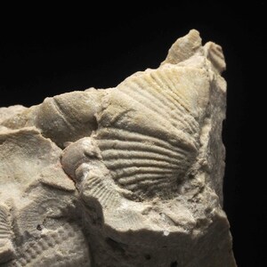 Puede incluir: Primer plano de una concha de almeja fosilizada incrustada en una roca gris claro. La concha tiene una textura nervada distintiva y está parcialmente expuesta.