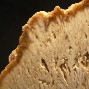 Op de afbeelding: Close-up van een mineraalmonster met lichtbeige en bruine tinten. Het oppervlak vertoont een veervormige, kristallijne structuur, met een donkerdere bruine rand. De achtergrond is effen zwart.
