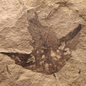 Puede incluir: Una huella de hoja fosilizada en una roca marrón claro. La hoja es marrón oscuro y tiene un delicado y complejo patrón de venas. El fósil está bien conservado y muestra detalles de la forma y la estructura de la hoja.