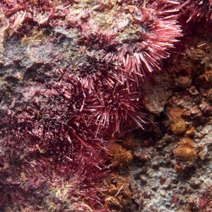 X ERYTHRITE - Agoudal Mine Morocco