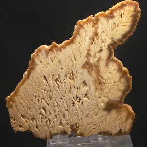 Op de afbeelding: Een dwarsdoorsnede van een mineraalmonster met een uniek, vertakt patroon. Het monster heeft een lichtbeige binnenkant met een donkerdere, roodbruine rand. De ingewikkelde, varenachtige structuren cre&euml;ren een visueel aantrekkelijke weergave.