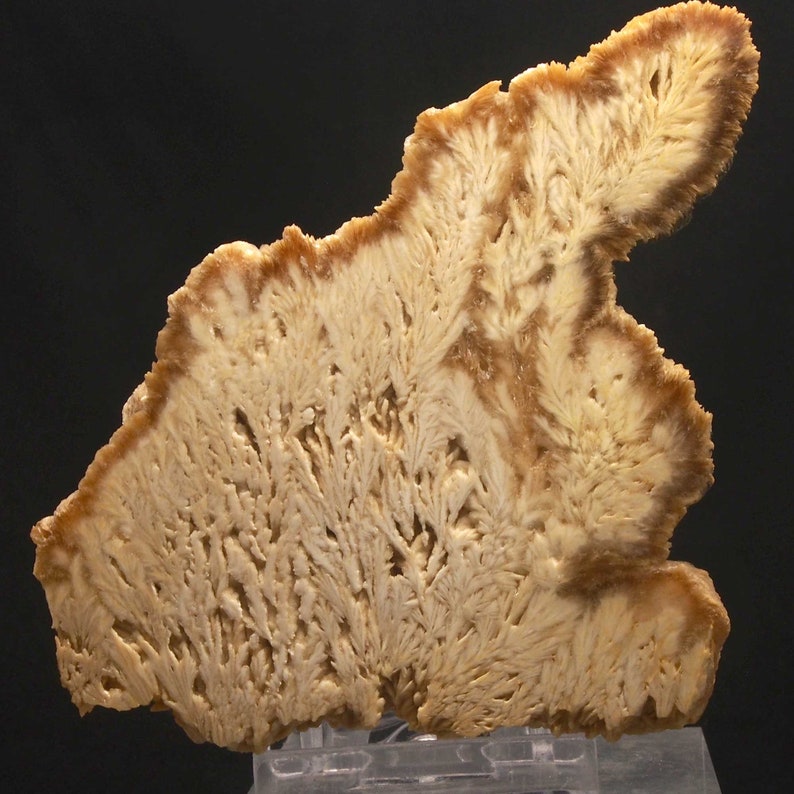 Op de afbeelding: Een dwarsdoorsnede van een mineraalmonster met een uniek, vertakt patroon. Het monster heeft een lichtbeige binnenkant met een donkerdere, roodbruine rand. De ingewikkelde, varenachtige structuren cre&euml;ren een visueel aantrekkelijke weergave.