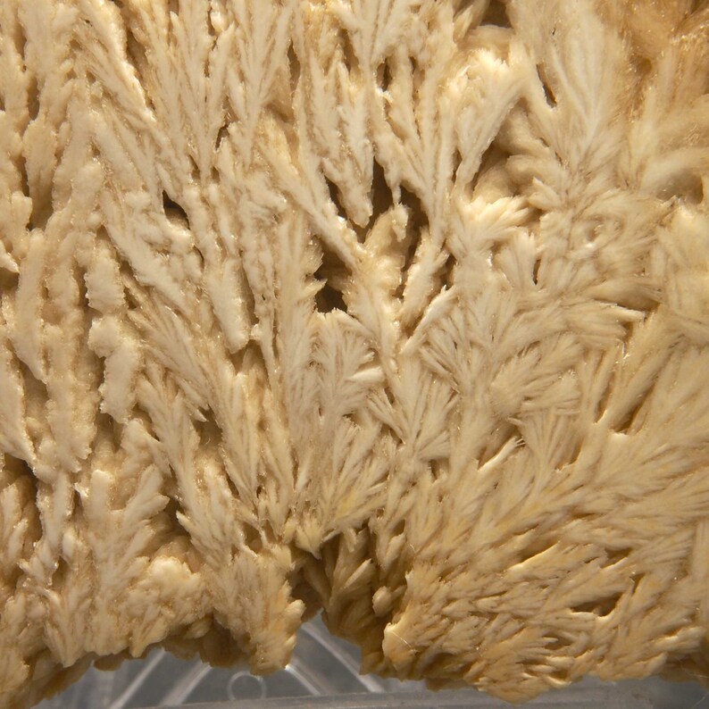 Op de afbeelding: Detailopname van een mineraalmonster met een cr&egrave;mekleurige, veervormige kristalstructuur. De kristallen vertonen een delicaat, vertakt patroon, waardoor een textuur ontstaat. De algehele uitstraling is zacht en organisch, met subtiele kleur- en dieptevariaties.