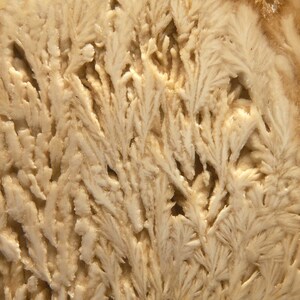 Op de afbeelding: Close-up van een natuurlijk stenen oppervlak met een gedetailleerd, getextureerd patroon. Het oppervlak is voornamelijk beige met ingewikkelde, vertakte formaties die lijken op delicate, veervormige structuren. De algehele uitstraling suggereert een mineraal of geologisch exemplaar.