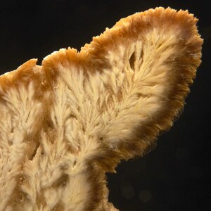 Op de afbeelding: Detailopname van een mineraalformatie met een veervormig, vertakt patroon. Het mineraal heeft een lichtbruine tot goudbruine kleur, met donkerbruine randen. De textuur lijkt kristallijn en licht ruw, tegen een donkere achtergrond.