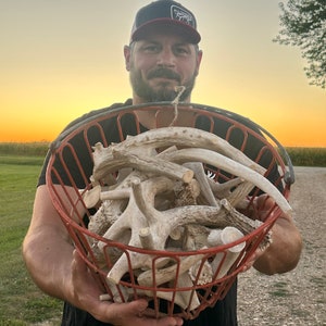 May include: A red wire basket filled with numerous white deer antlers. The basket is held up against a sunset backdrop. The antlers vary in size and shape, showcasing natural variations. The basket's red color provides a contrast to the antlers.