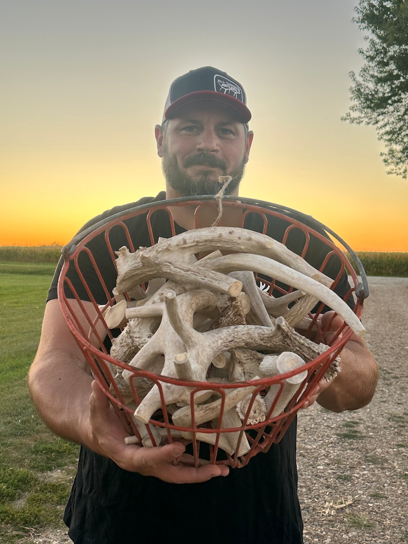 May include: A red wire basket filled with numerous white deer antlers. The basket is held up against a sunset backdrop. The antlers vary in size and shape, showcasing natural variations. The basket's red color provides a contrast to the antlers.