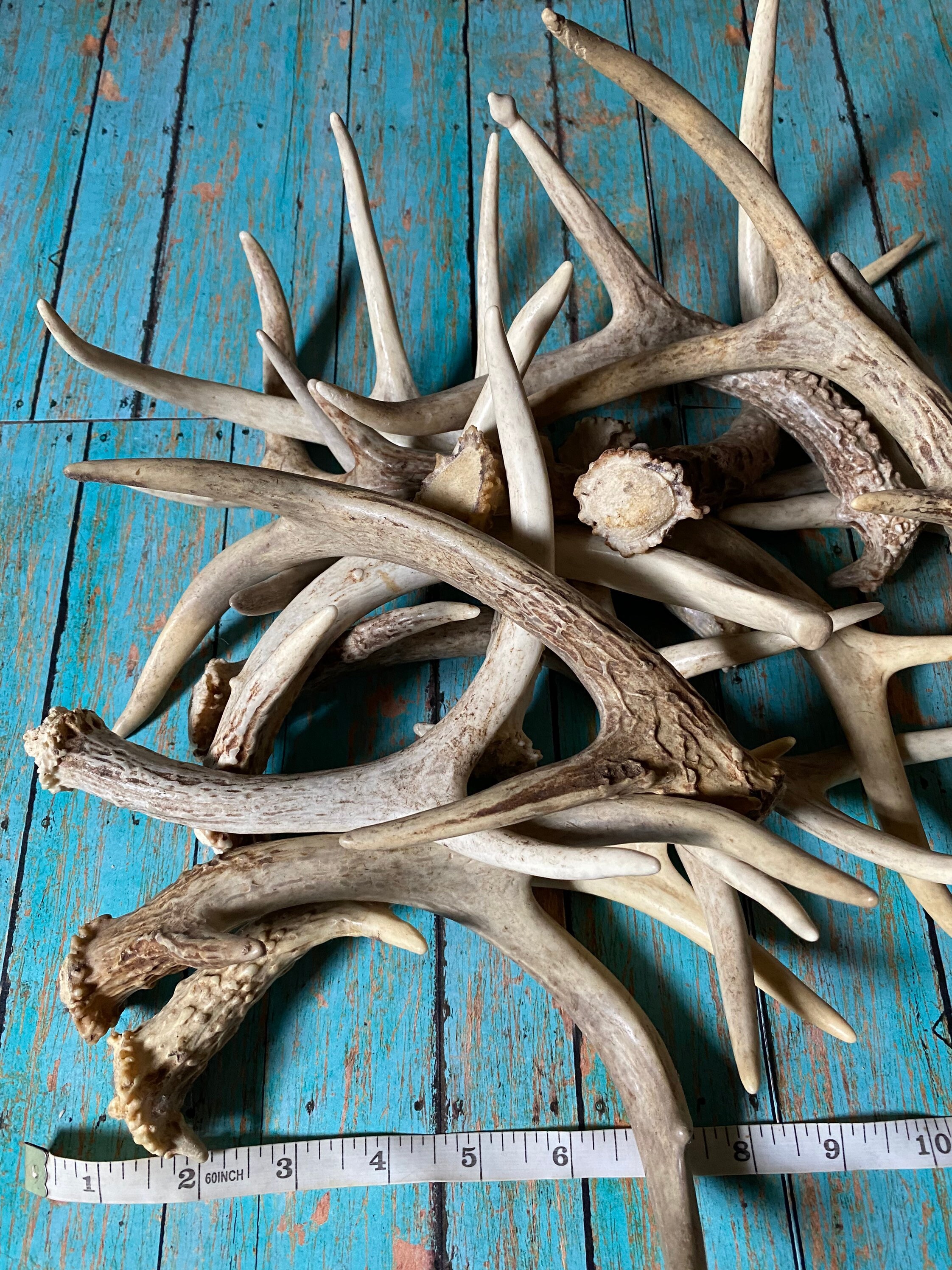 3 pack extra small deer antler. Craft grade deer antler. Whole Etsy