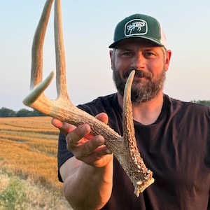 XL deer antler. Real deer antler. Trophy shed antler