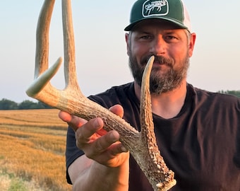 XL deer antler. Real deer antler. Trophy shed antler