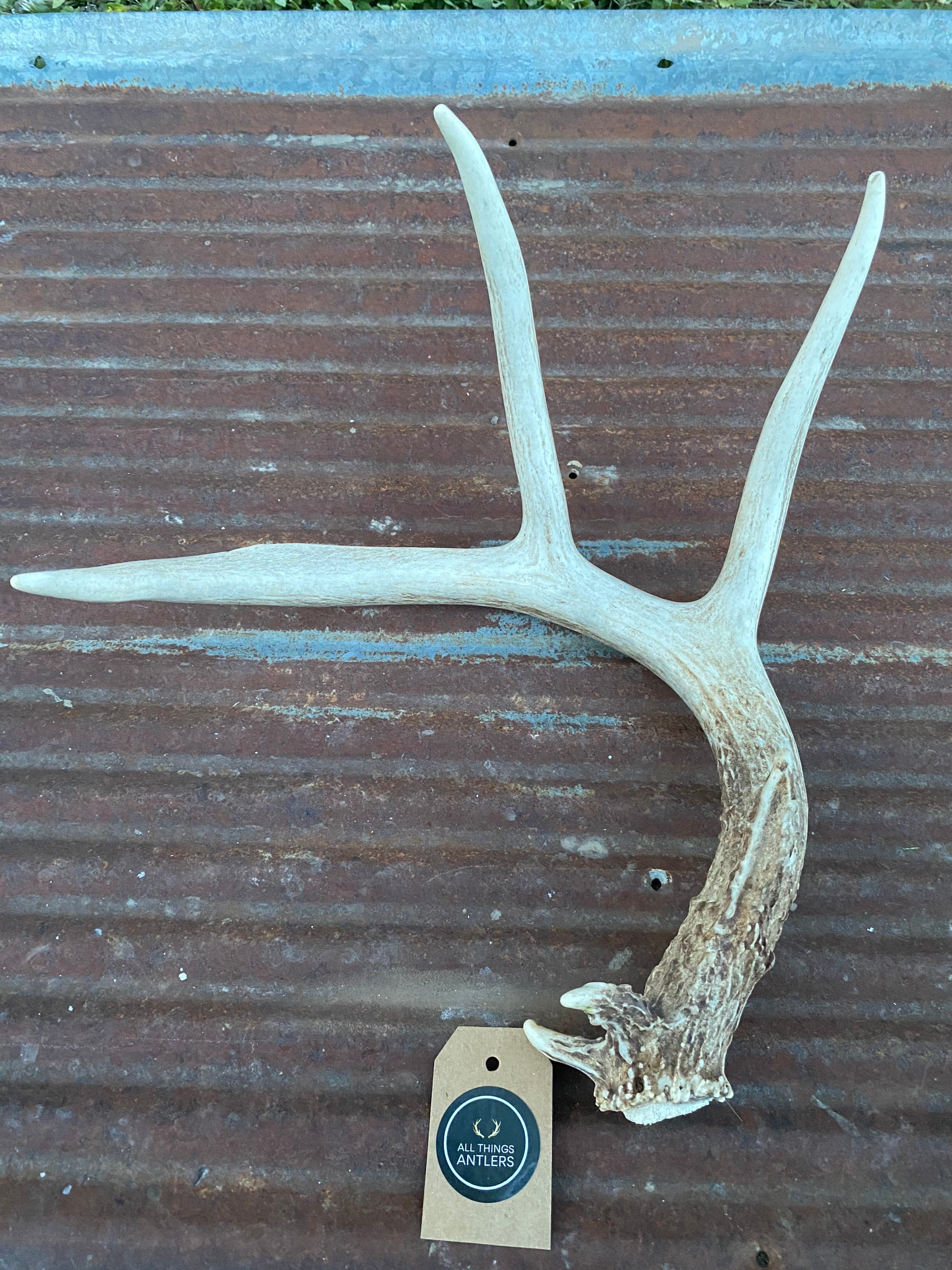 Large whole deer antler. Whole shed antler. Deer antler. Craft Etsy