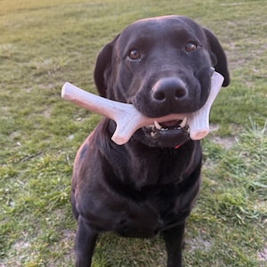 May include: A black Labrador Retriever sits in a grassy field, holding a light-colored antler in its mouth. The dog's fur is glossy, and its eyes are focused. The background shows a sunset with a pink and orange sky.
