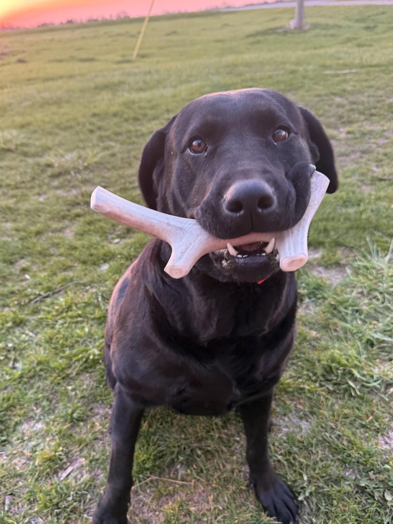 May include: A black Labrador Retriever sits in a grassy field, holding a light-colored antler in its mouth. The dog's fur is glossy, and its eyes are focused. The background shows a sunset with a pink and orange sky.