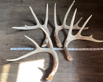May include: Three sets of white deer antlers with a measuring tape showing the length of the antlers. The antlers are approximately 26 inches long.