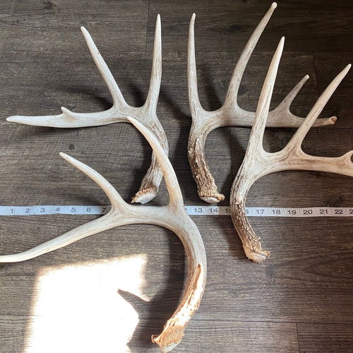 Bois de cerf de taille moyenne. Bois de qualité artisanale. Mue de cerf. Décoration en bois de cerf. Bois de cerf. Tout sur les bois de cerf.