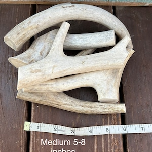 May include: A pile of five natural antler dog chews, ranging in size from 5 to 8 inches long. The antlers are light brown and have a rough, natural texture. A measuring tape is visible in the bottom of the image.
