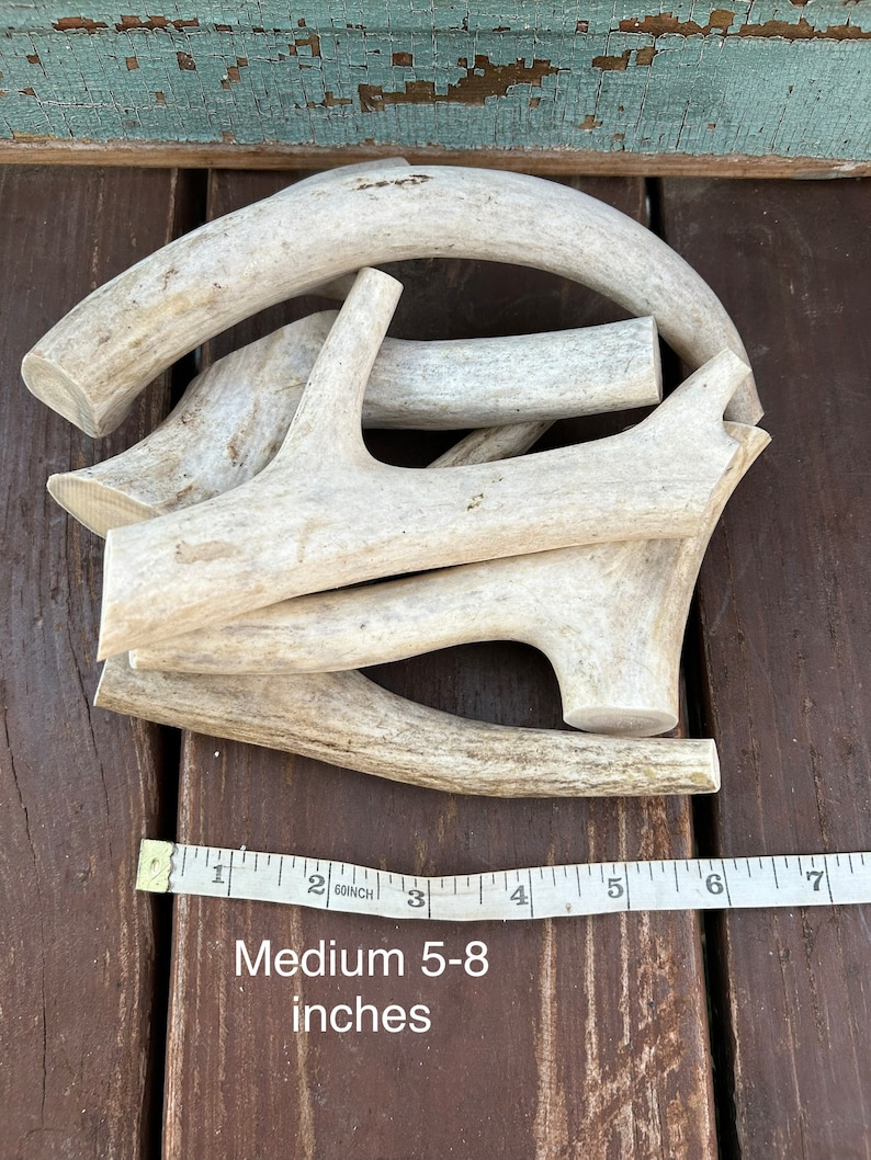 May include: A pile of five natural antler dog chews, ranging in size from 5 to 8 inches long. The antlers are light brown and have a rough, natural texture. A measuring tape is visible in the bottom of the image.