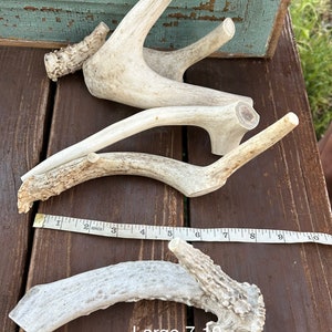 May include: A collection of natural deer antlers in various shapes and sizes, with a text overlay indicating a size range of 7-10 inches. The antlers are off-white and brown, lying on a wooden surface.