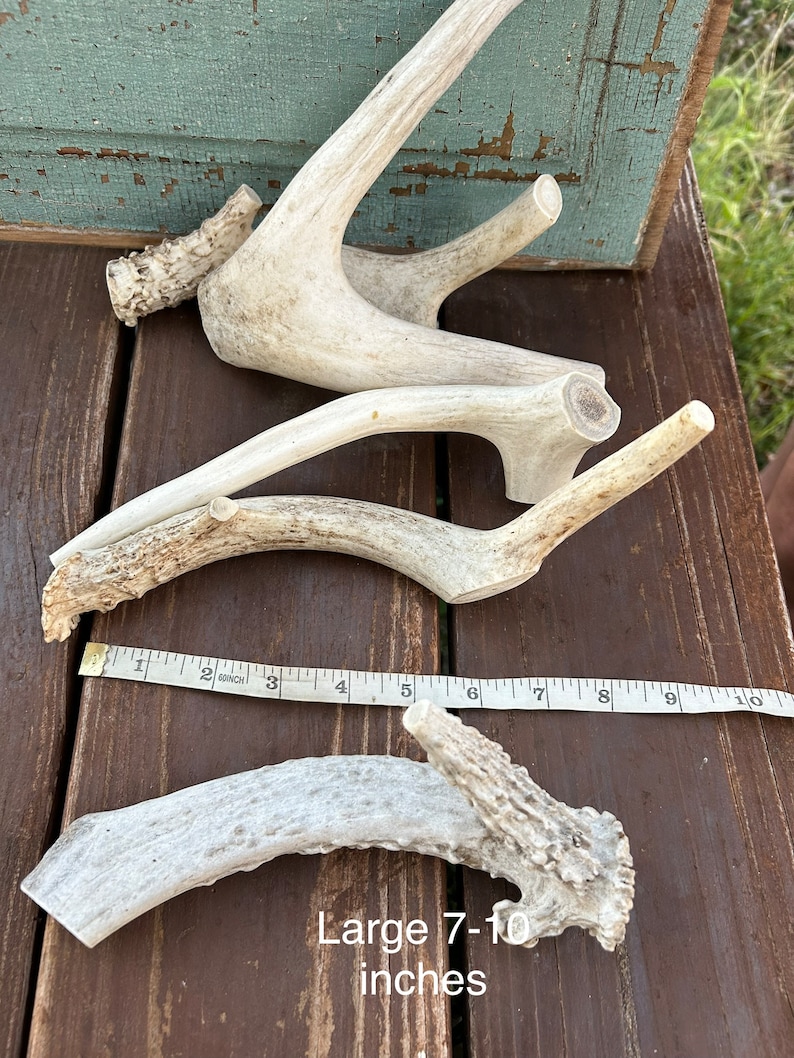 May include: A collection of natural deer antlers in various shapes and sizes, with a text overlay indicating a size range of 7-10 inches. The antlers are off-white and brown, lying on a wooden surface.