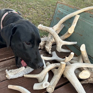 May include: A black Labrador Retriever dog chews on a large antler, surrounded by a pile of other antlers on a wooden surface.