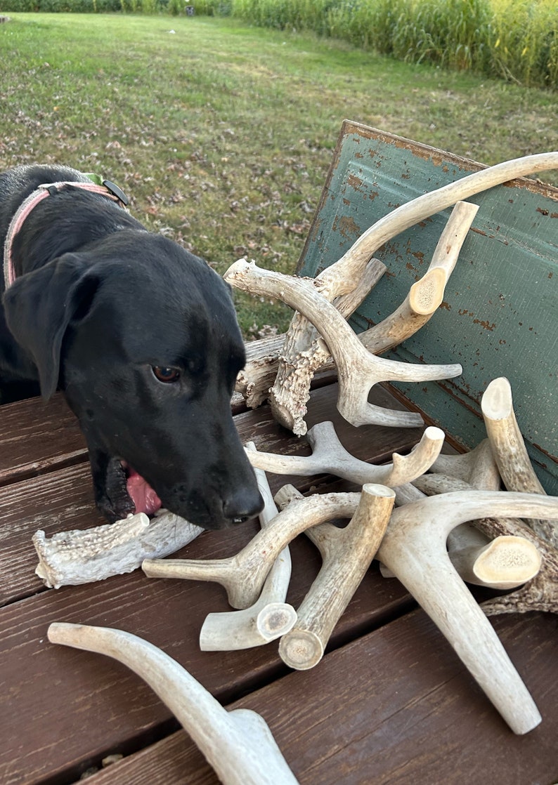 May include: A black Labrador Retriever dog chews on a large antler, surrounded by a pile of other antlers on a wooden surface.