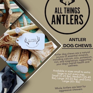 May include: A promotional image for "All Things Antlers" featuring antler dog chews. The image includes a pile of antlers, a black dog, and text describing the product's benefits and size options. The text also includes the Etsy shop's URL.