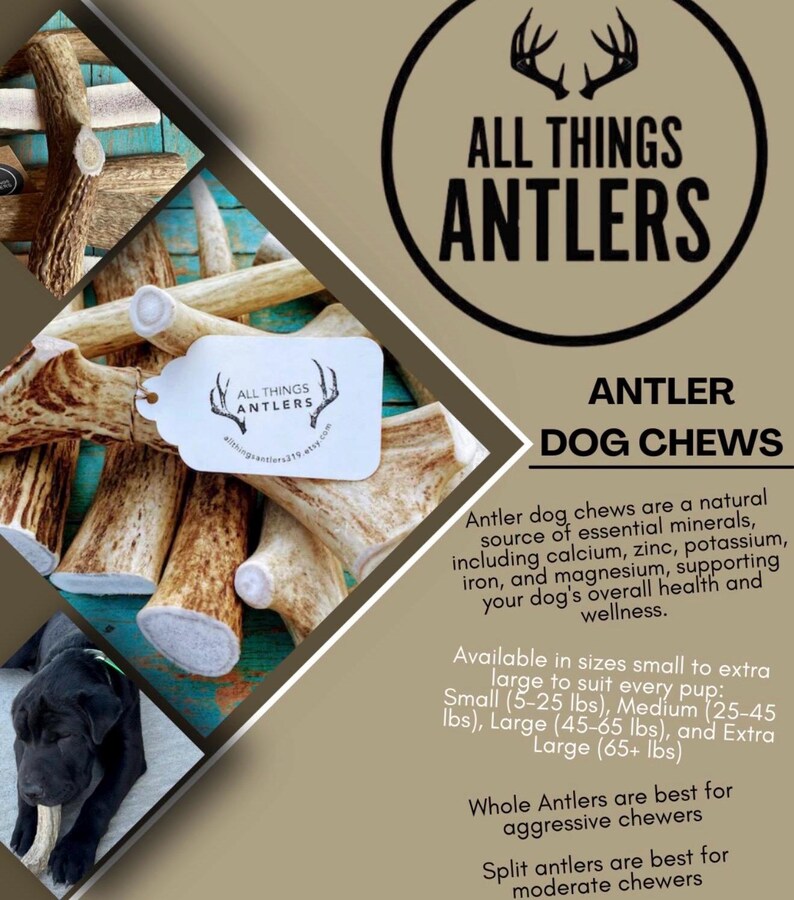May include: A promotional image for "All Things Antlers" featuring antler dog chews. The image includes a pile of antlers, a black dog, and text describing the product's benefits and size options. The text also includes the Etsy shop's URL.