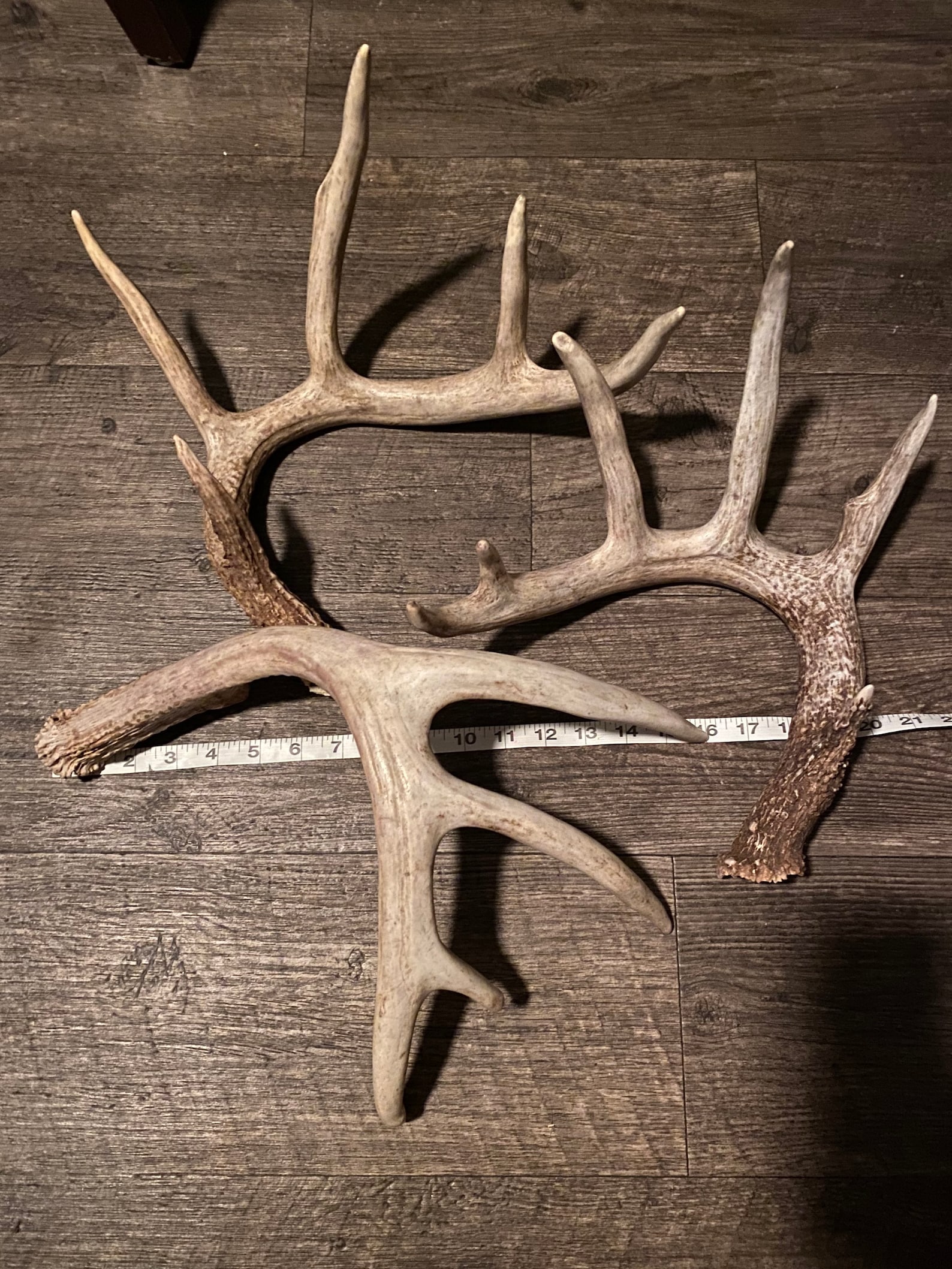 Large whole deer antler. Whole shed antler. Deer antler. Craft Etsy