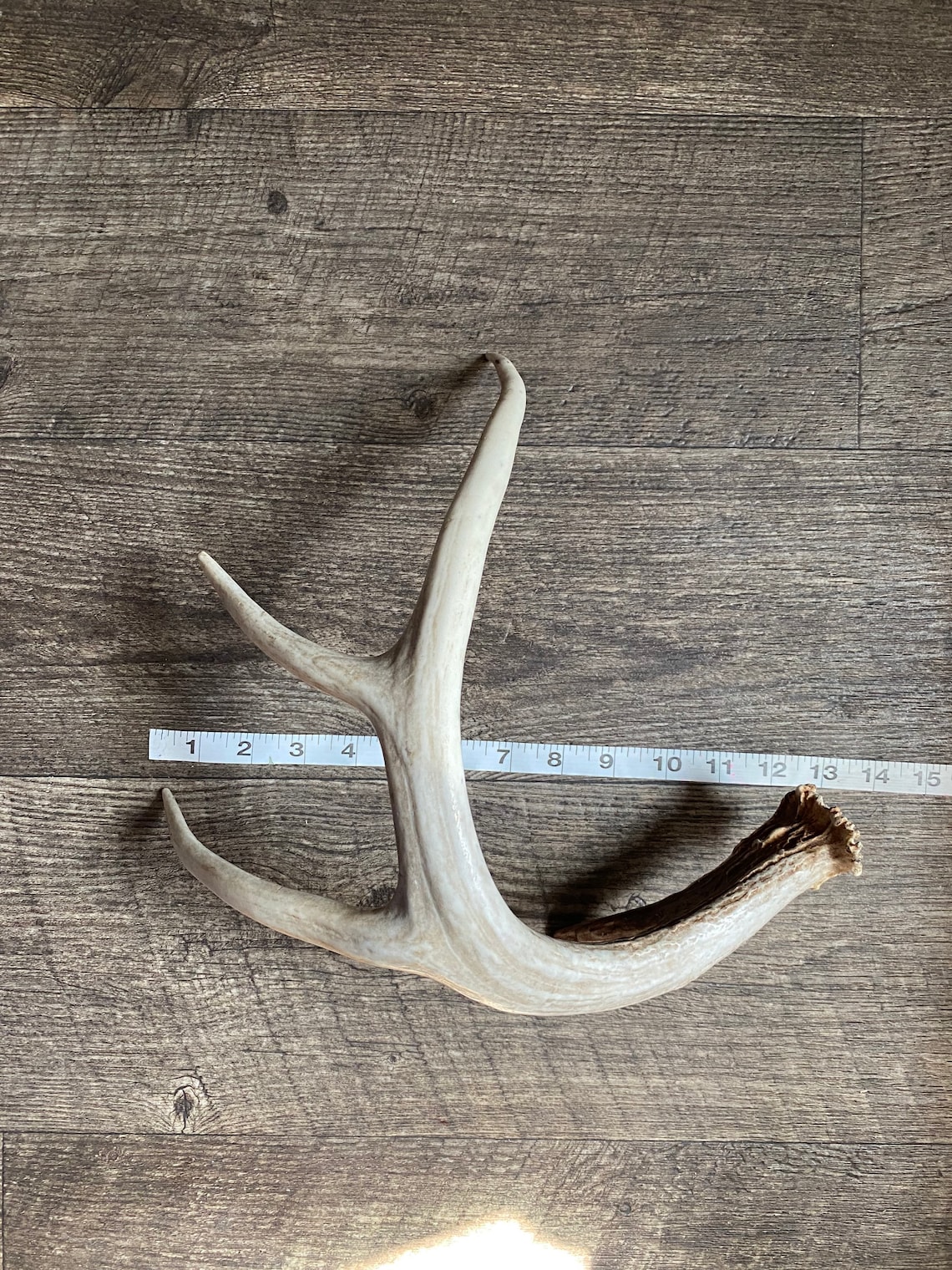 Medium Deer Antler. Craft Grade Antler. Deer Antler Shed. Etsy