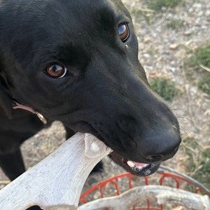 May include: A black dog with brown eyes holds a white antler in its mouth. The dog is looking directly at the camera. A red wire basket is in the background.
