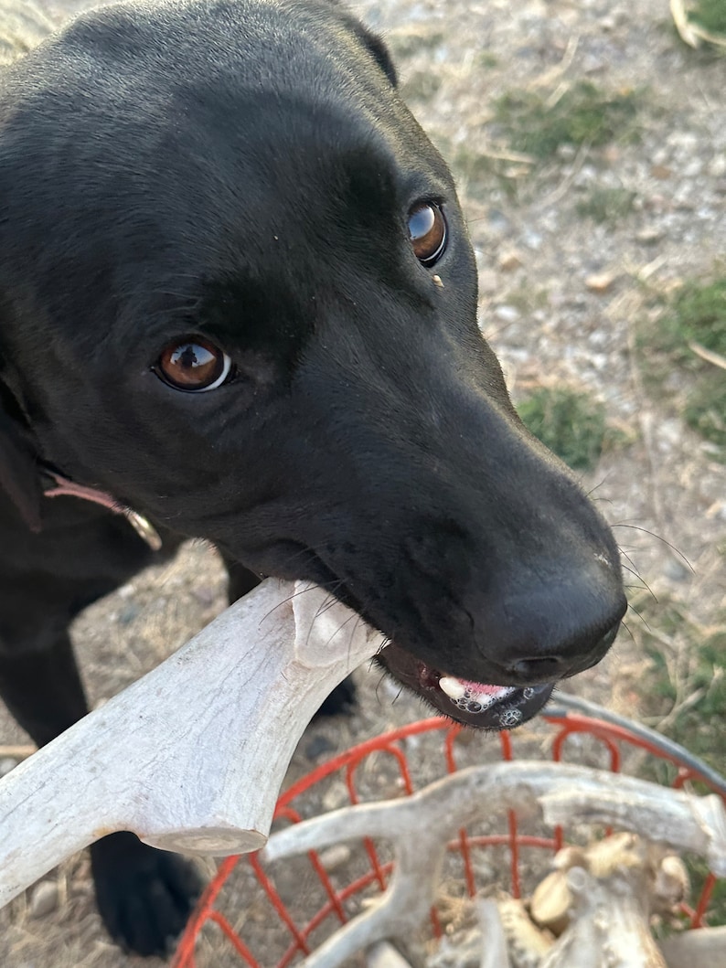 May include: A black dog with brown eyes holds a white antler in its mouth. The dog is looking directly at the camera. A red wire basket is in the background.