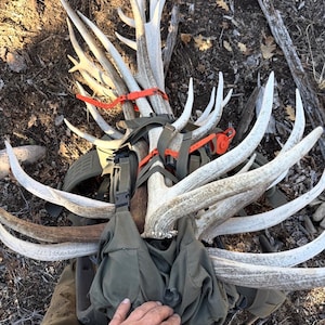 May include: A collection of large, light-colored antlers secured to a green backpack with orange straps. The antlers are arranged in a fan-like pattern, resting on a bed of dry leaves and twigs.