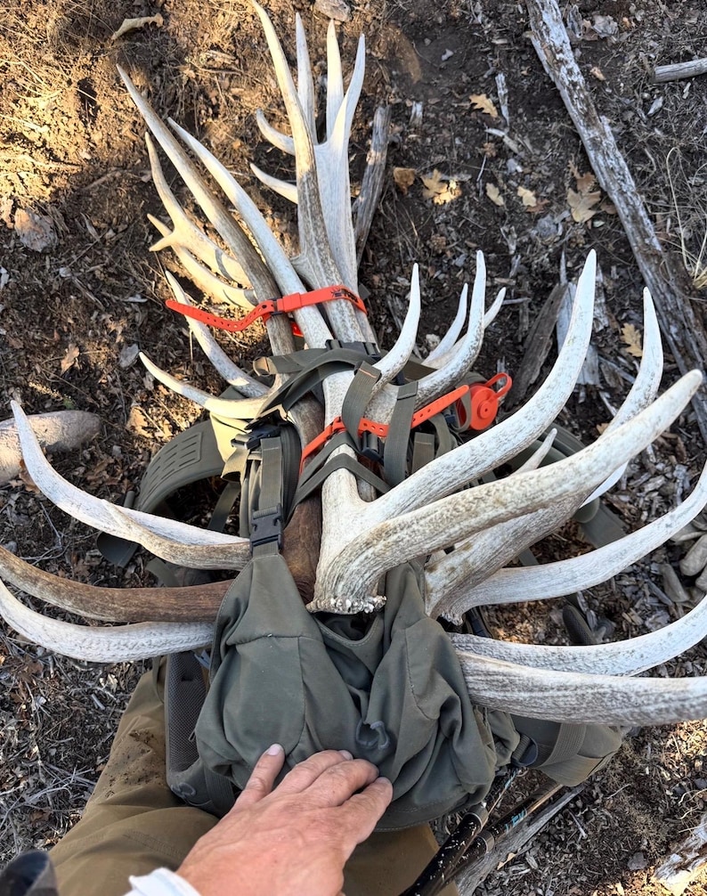 May include: A collection of large, light-colored antlers secured to a green backpack with orange straps. The antlers are arranged in a fan-like pattern, resting on a bed of dry leaves and twigs.