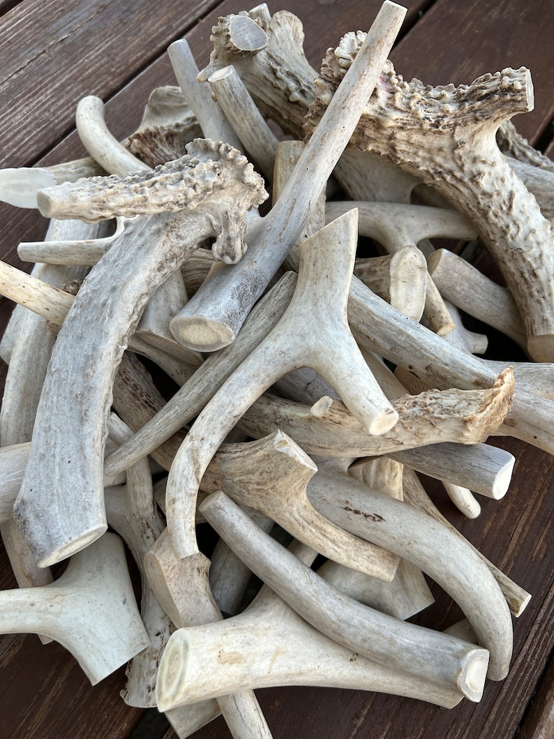 May include: A pile of natural white deer antlers of various sizes and shapes. The antlers are smooth and polished, with a light brown color.