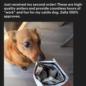 May include: A brown dog looks at a package containing antlers. The text above the dog reads, "Just received my second order! These are high-quality antlers and provide countless hours of "work" and fun for my cattle dog. Zella 100% approves."