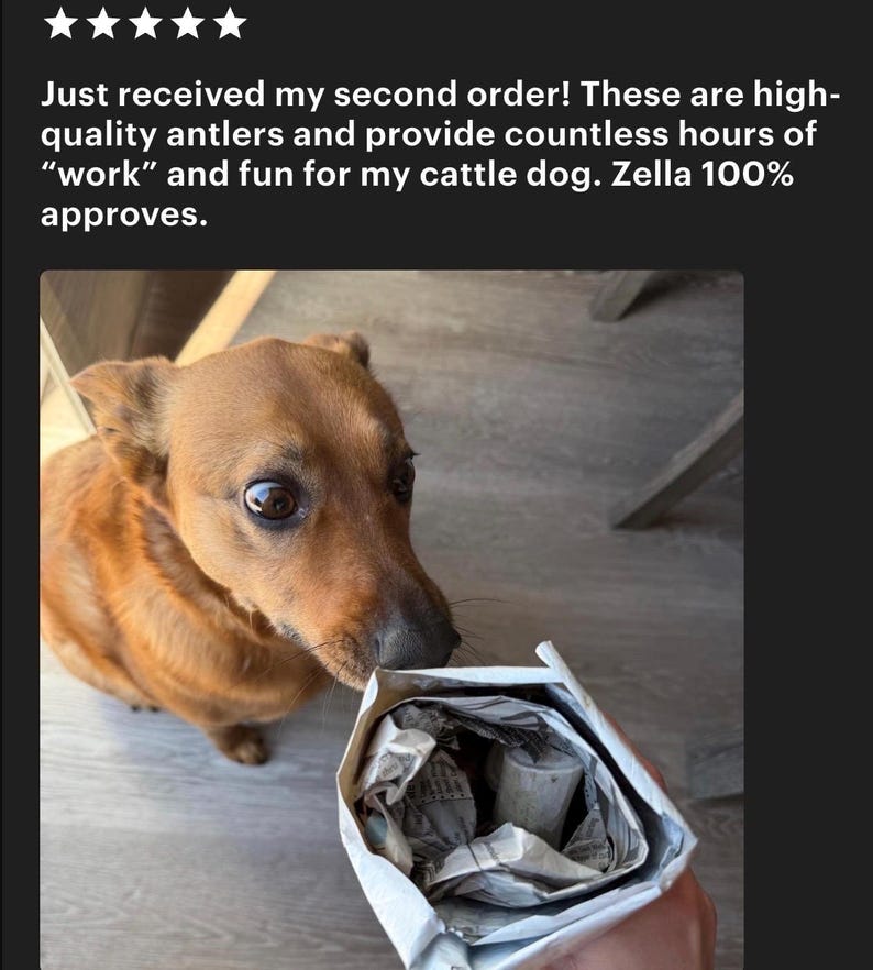 May include: A brown dog looks at a package containing antlers. The text above the dog reads, "Just received my second order! These are high-quality antlers and provide countless hours of "work" and fun for my cattle dog. Zella 100% approves."