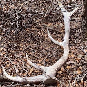 May include: A large, weathered antler lies on a forest floor covered in brown leaves and twigs. The antler is a light, off-white color with multiple tines and a curved shape, suggesting it's from a deer or similar animal. The scene is lit by natural sunlight.
