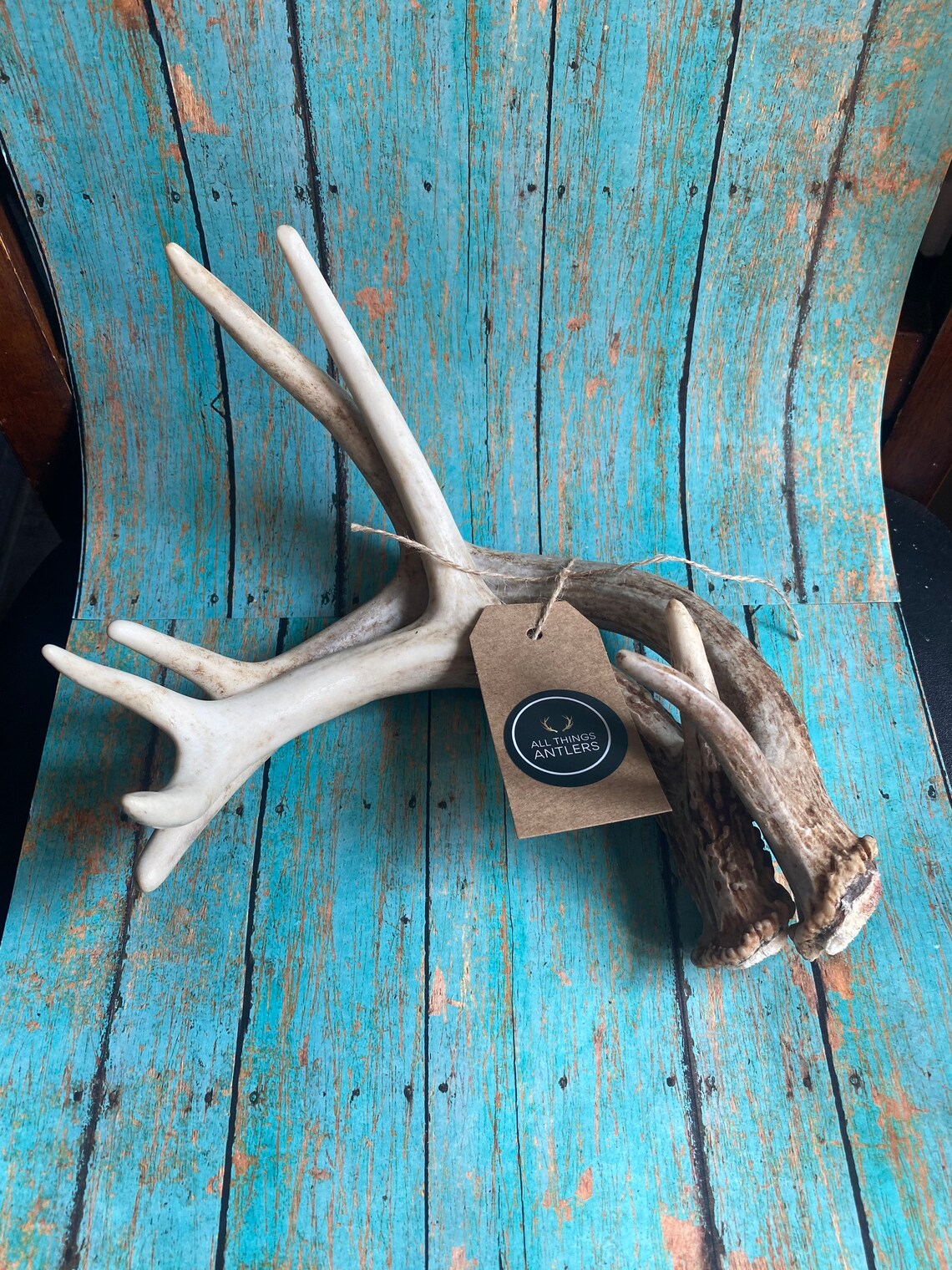 2 pack deer antler. Craft antler. Grade A deer antler. Shed Etsy