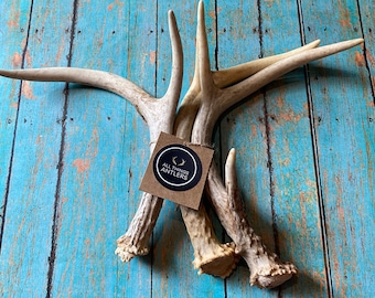 3 Grade A Deer Antlers: Extra Small Craft Antler Set. Dog antler chews