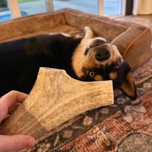 B Grade Antler Dog Chews: All Things Antler, 1 Pound Value Pack image 13