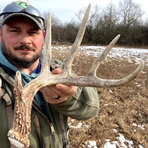 Large whole deer antler. Whole shed antler. Deer antler. Craft antler.