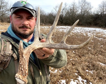 Large whole deer antler. Whole shed antler. Deer antler. Craft antler.