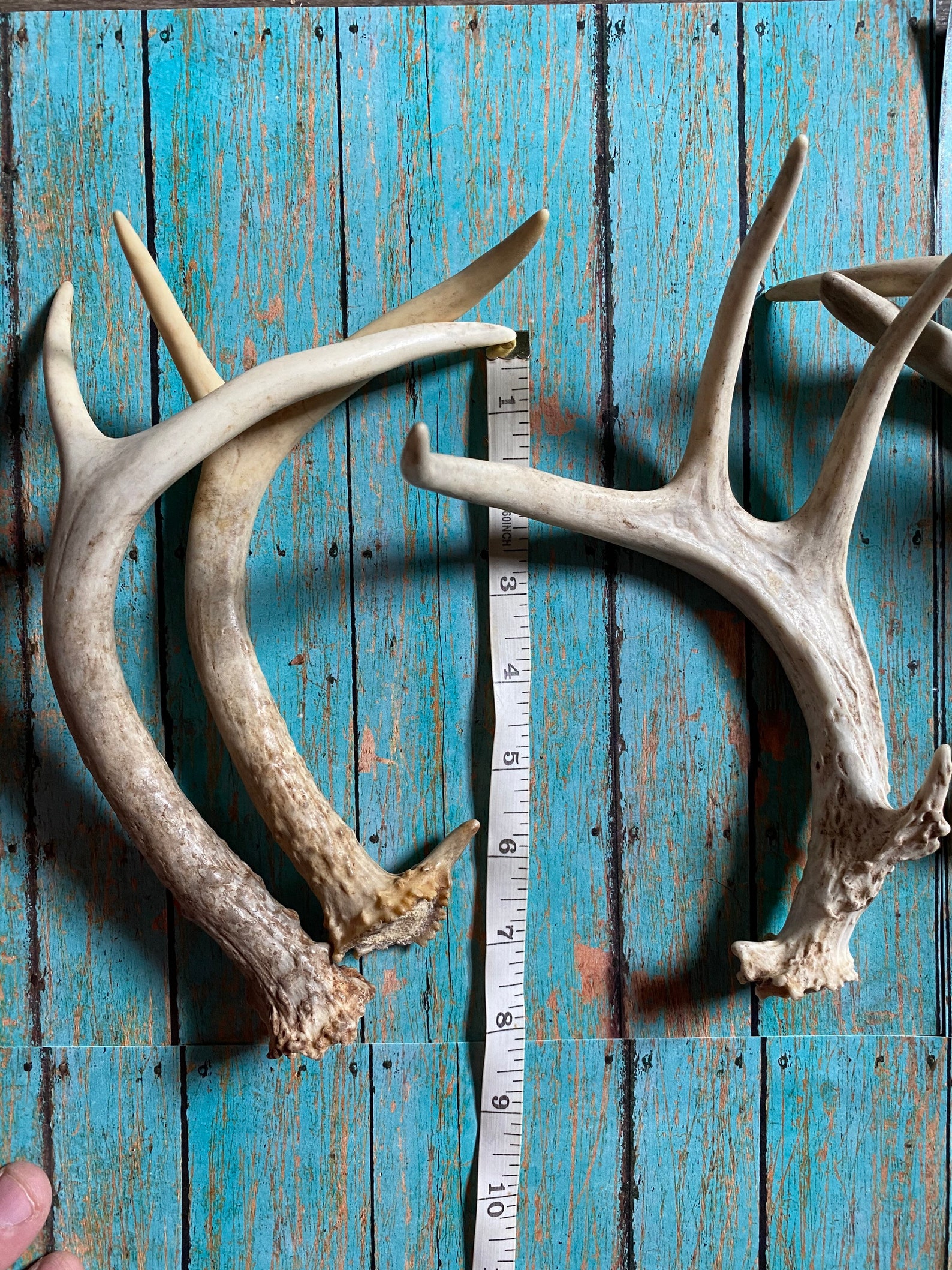 3 Pack Extra Small Deer Antler. Craft Grade Deer Antler. Whole Etsy