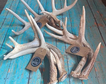 May include: Three sets of white deer antlers with brown paper tags that say "All Things Antlers". The antlers are arranged on a blue wooden surface.
